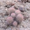 Echinocactus _polycephalus